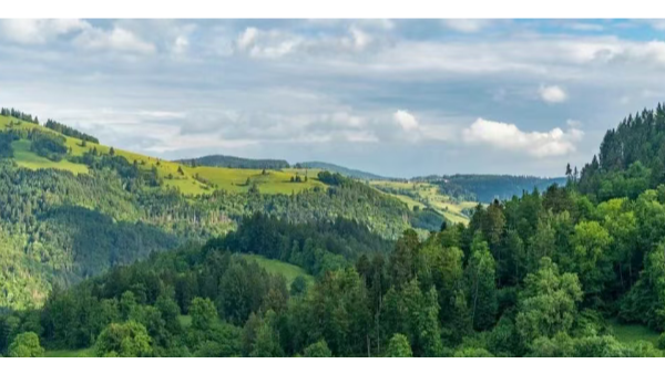 煙火隱患讀得準，海康威視多模態大模型助力守護林海